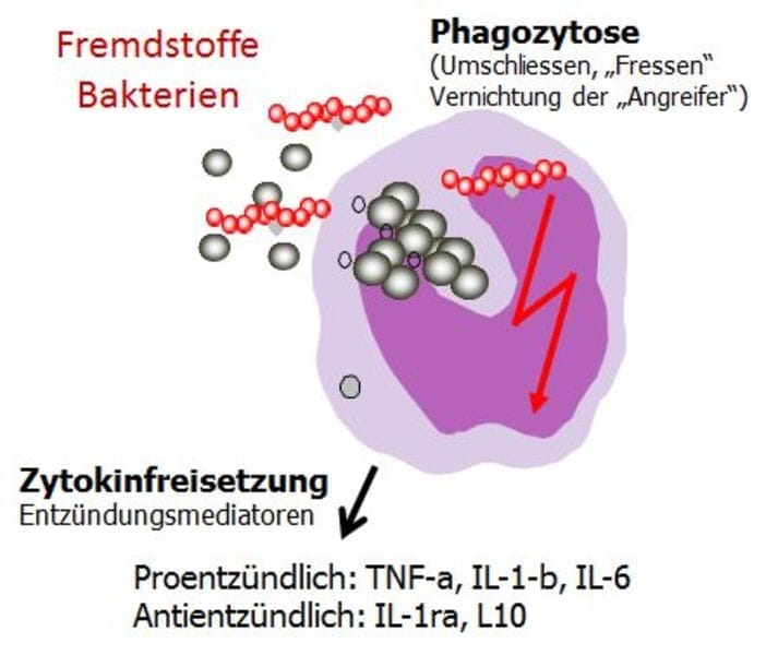 Einteilung Immunsystem Dr Jens Tartsch